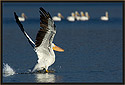 Pelican 1607 Thumbnail